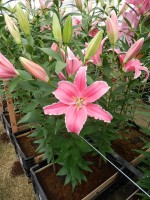 [5239 Marlon NES No02.JPG]